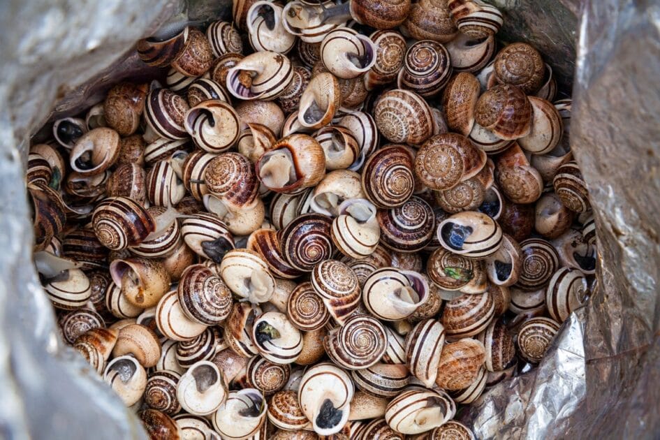 Caracóis: A nova fonte de proteína em vez da carne vermelha