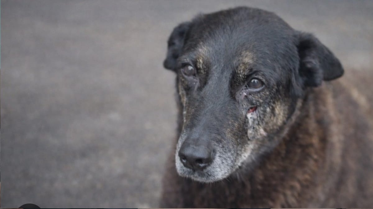 Polícia conclui inquérito do caso do cão Orelha e pede internação de adolescente