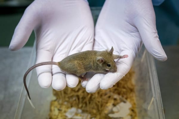 Pele Bioimpressa em 3D: Fim dos Testes em Animais?
