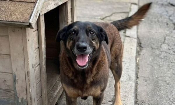 Crueldade contra cão Orelha reacende debate nacional sobre defesa dos animais