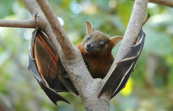 "Raposa-voadora" conheça o morcego ligado ao vírus Nipah e entenda os riscos ao Brasil