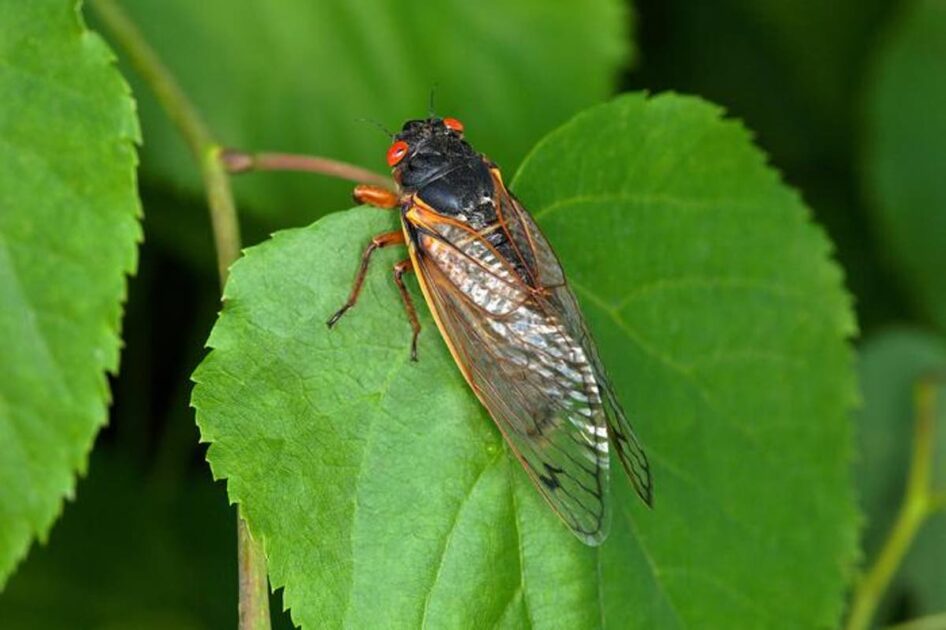 Bilhões de cigarras emergem do subsolo nos EUA em evento raro visto