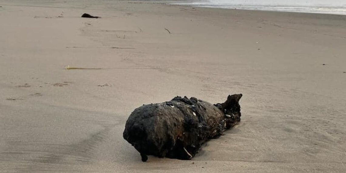Bomba chega a praia na Califórnia