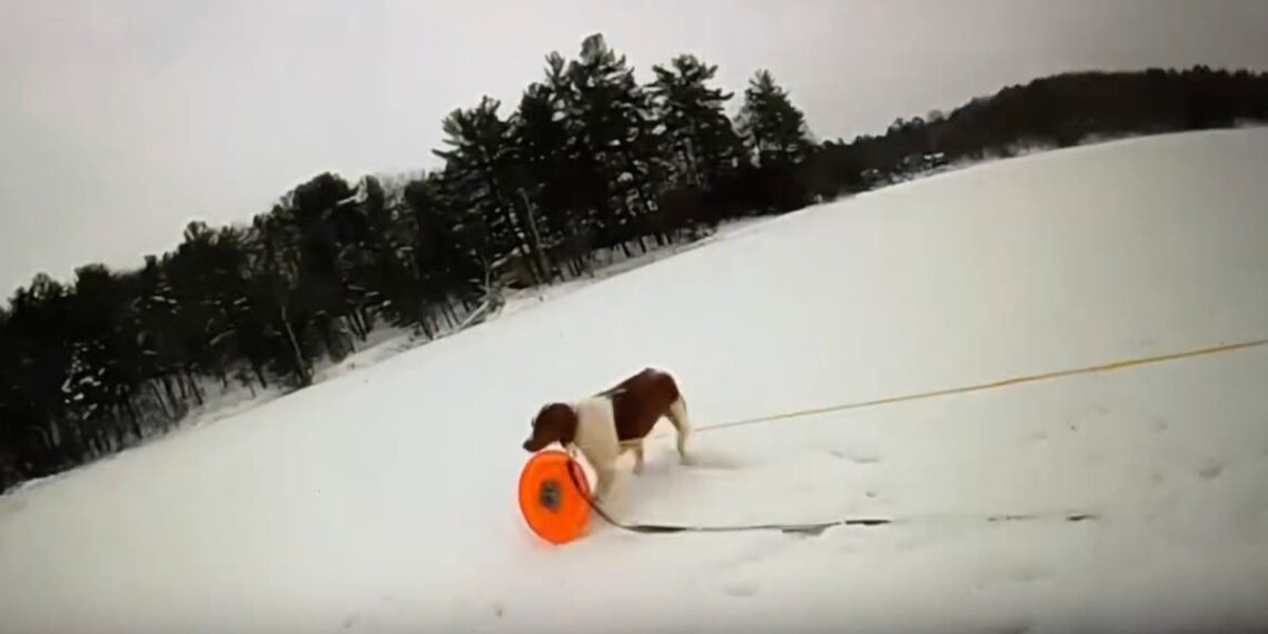 Homem de Michigan salvo de lago gelado enquanto policial usa o cachorro do homem para entregar equipamentos de resgate: 'Que boa menina'