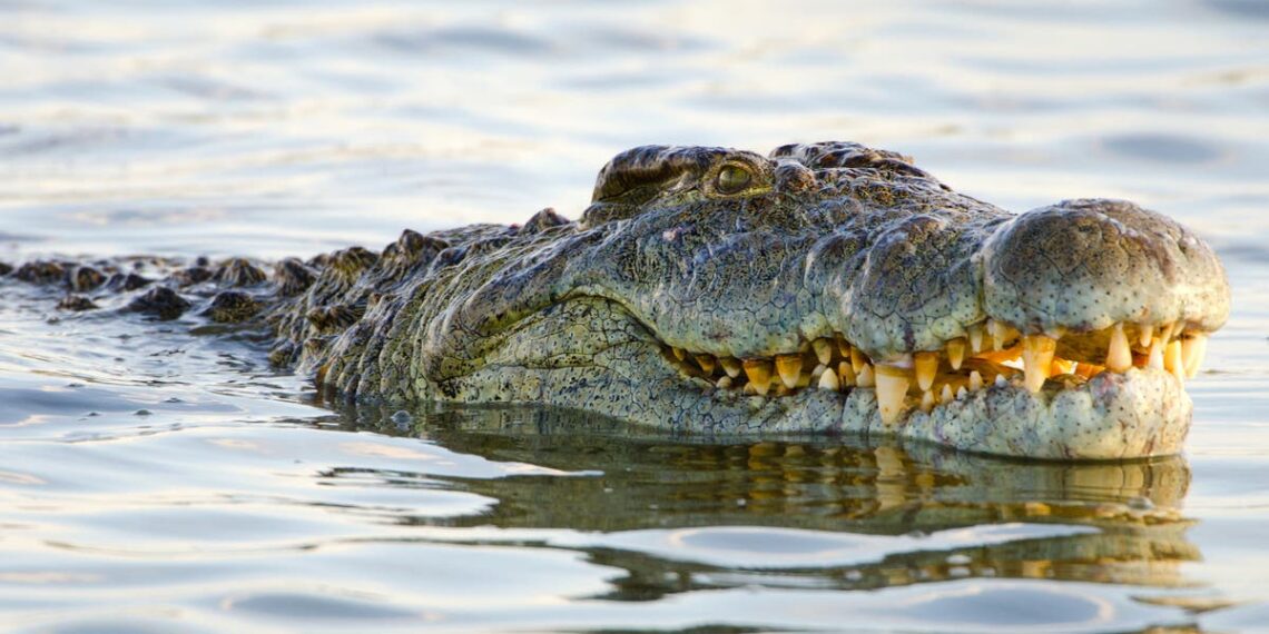 Menino de 9 anos é atacado por crocodilo enquanto nadava em parque nacional australiano