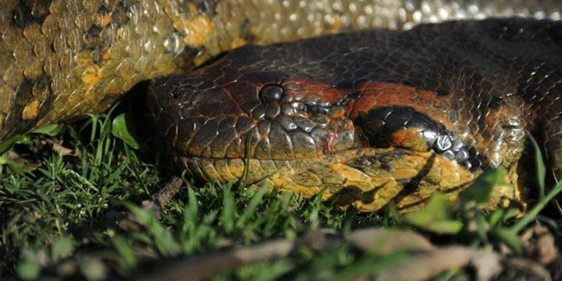 Maior espécie de cobra do mundo descoberta na floresta amazônica