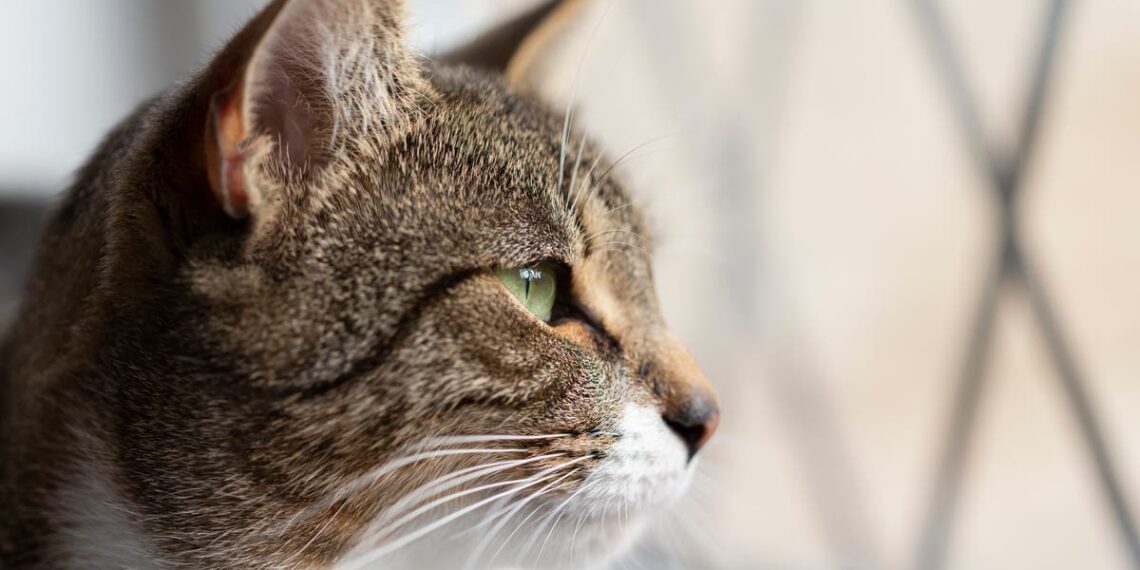 Acredita-se que residente de Oregon tenha contraído peste bubônica de seu gato