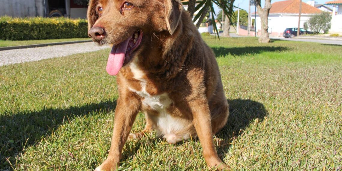 Bobi, o mastim português, perdeu o recorde do Guinness como o cão mais velho do mundo
