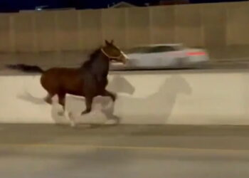 Horse caught galloping on I-95 alongside drivers in Philadelphia