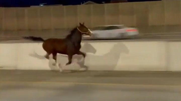 Horse caught galloping on I-95 alongside drivers in Philadelphia