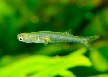 Cientistas descobrem como um dos menores peixes do mundo faz barulho como uma britadeira