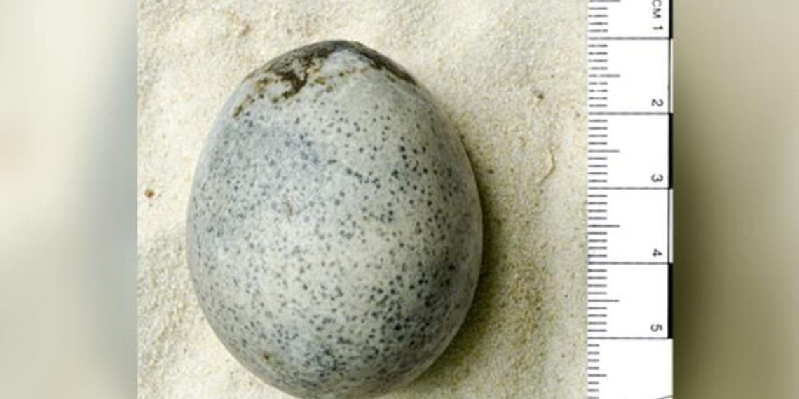 Cientistas revelam segredos do ovo não quebrado mais antigo do mundo