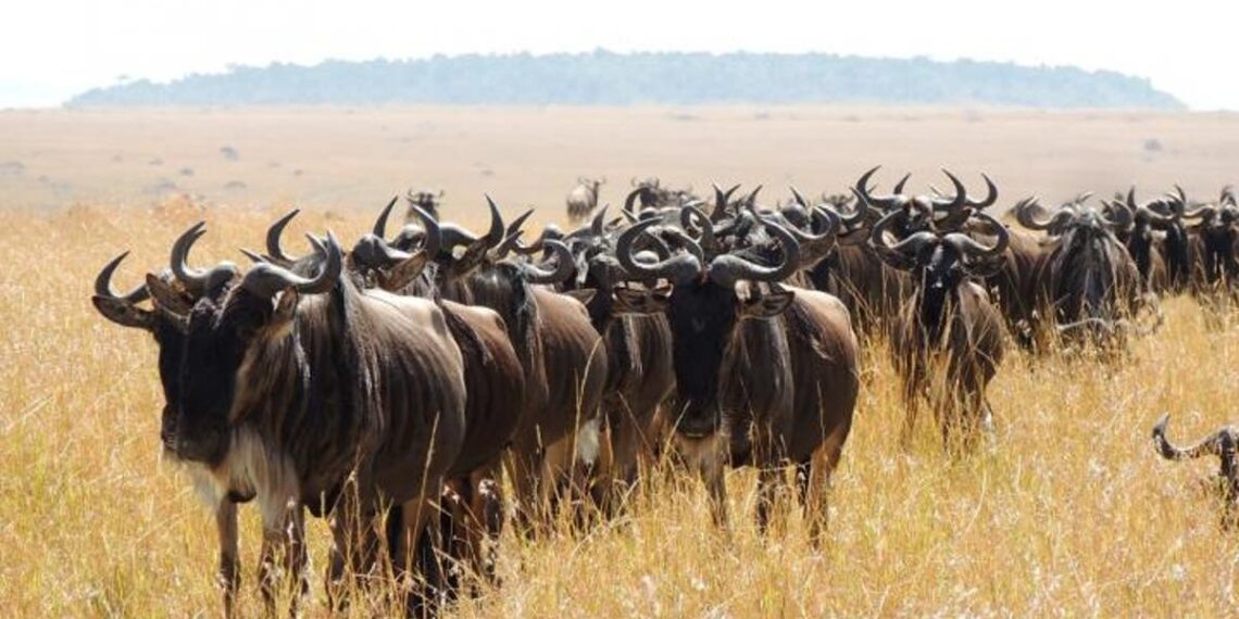 Estudo revela a melhor temperatura para toda a vida prosperar e os animais mais ameaçados pelo aquecimento global