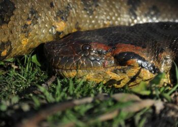 Maior espécie de cobra do mundo descoberta na floresta amazônica