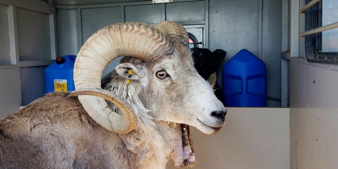 Agricultor criou ovelhas ‘mutantes’ para vender para caça usando testículos de animais selvagens