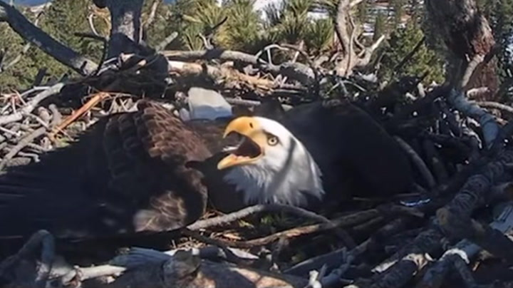 Watch as bald eagle Shadow protects nest from intruder
