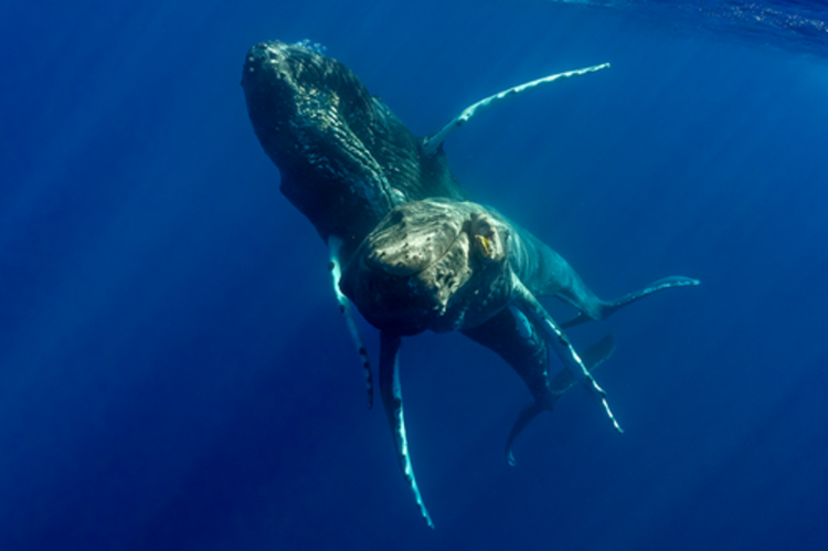 As primeiras fotos mostram baleias jubarte machos tentando acasalar sugerindo