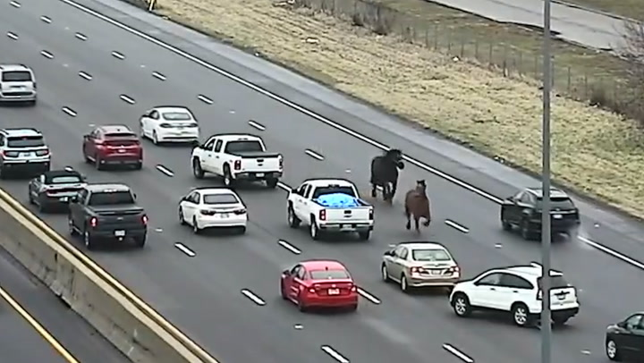 Escaped horses seen running through cars on Ohio highway