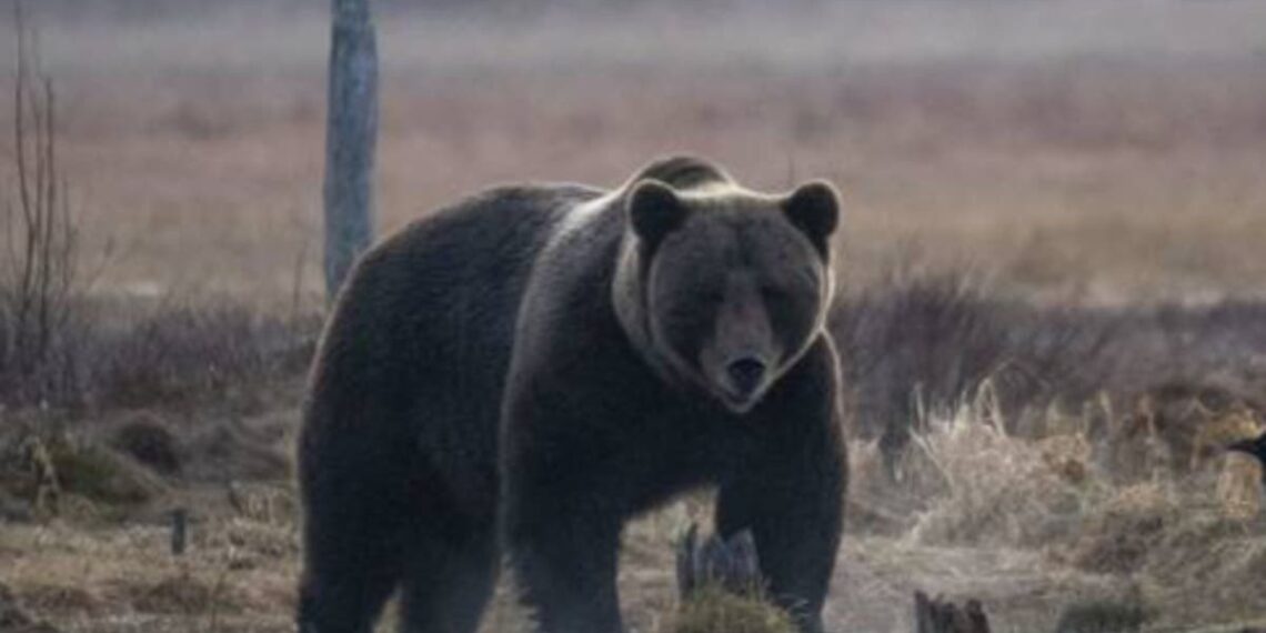 Temores de mais ataques após turista ser atacado por urso enquanto esquiava na Macedônia do Norte