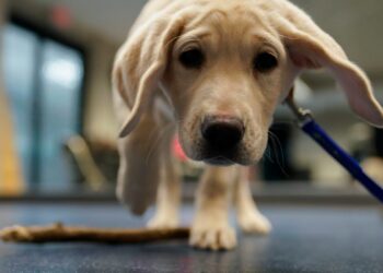 Cientistas treinam cães para farejar flashbacks da respiração humana