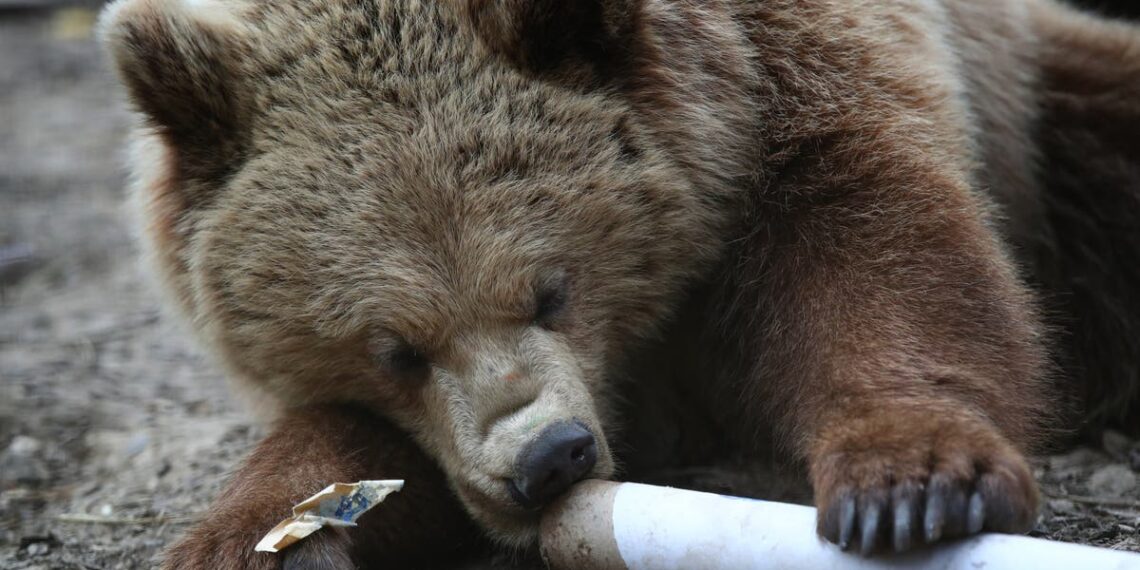 Temores de mais ataques após turista ser atacado por urso enquanto esquiava
