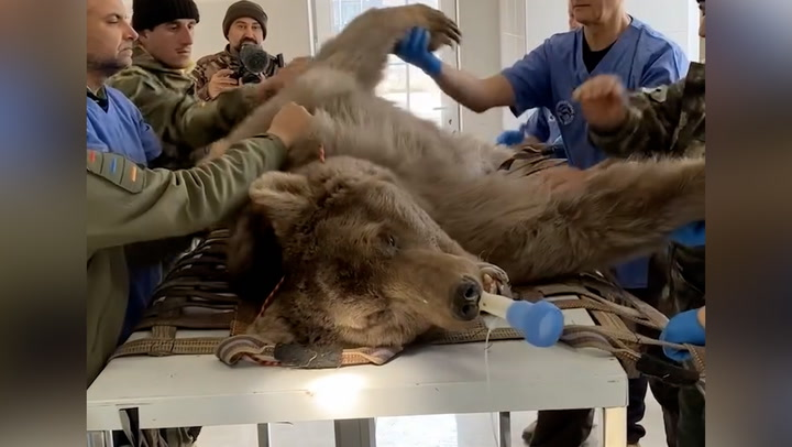 Rescue bear undergoes