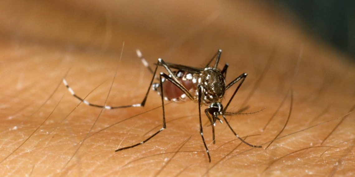 Mais de metade da população mundial “pode estar em risco de contrair doenças transmitidas por mosquitos”