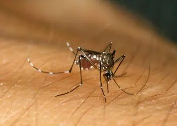 Mais de metade da população mundial “pode estar em risco de contrair doenças transmitidas por mosquitos”