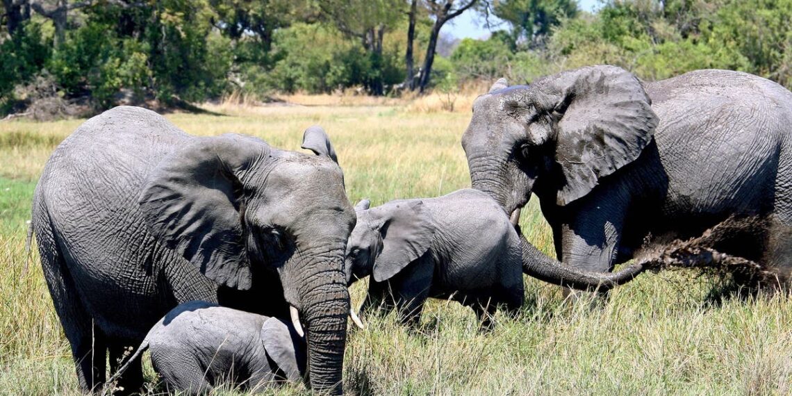 Botswana ameaça inundar a Alemanha com 20.000 elefantes se restringir a importação de troféus de caça