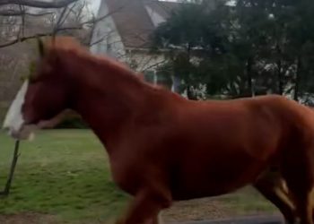Runaway horse pursued by police car in low-speed chase