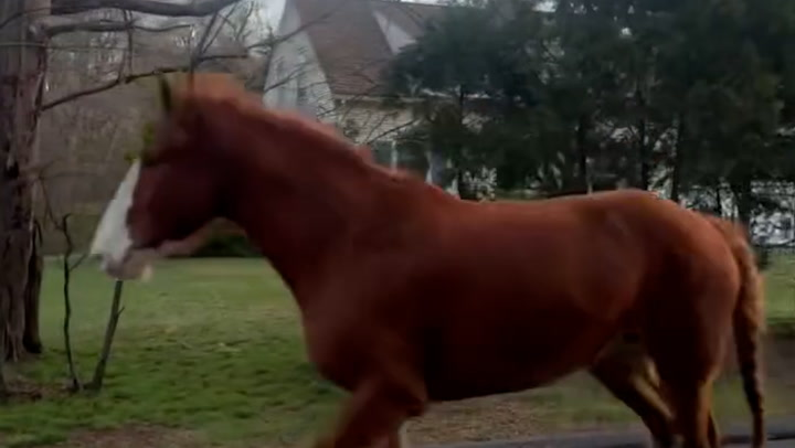 Runaway horse pursued by police car in low-speed chase