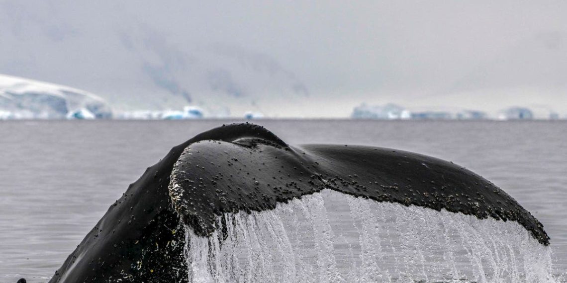 Cientistas afirmam ter ‘conversado’ com sucesso com uma baleia