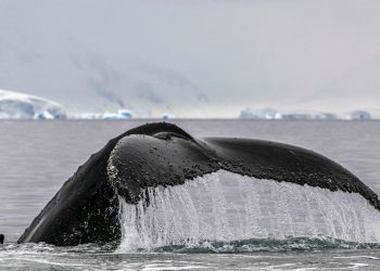 Cientistas afirmam ter ‘conversado’ com sucesso com uma baleia