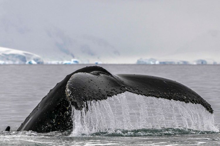 Cientistas garantem ter se comunicado com sucesso com uma baleia