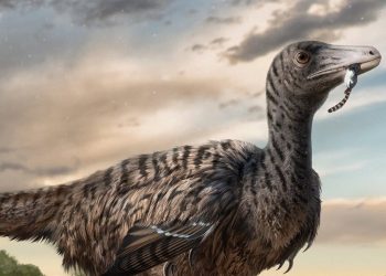 Pegadas fósseis gigantes levam à descoberta de dinossauro megaraptor na China