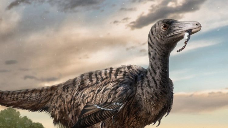 Conheca a incrivel descoberta de um dinossauro megaraptor na China
