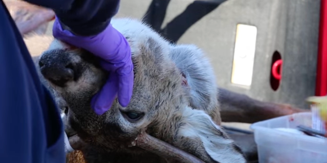 'Doença do cervo zumbi' detectada em Indiana, 33º estado com condição