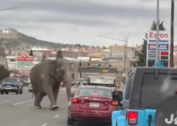 Elefante de circo, 58 anos, causa caos na cidade de Montana depois de escapar de seus treinadores