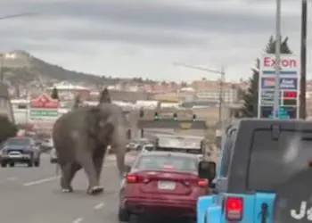 Elefante de circo, 58 anos, causa caos na cidade de Montana depois de escapar de seus treinadores