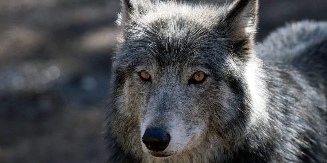 Homem acusado de capturar lobo vivo e exibi-lo em bar antes de matá-lo