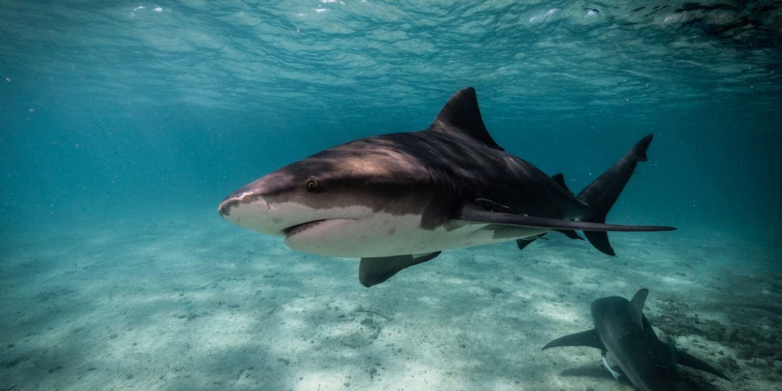 Turista britânico lutando por sua vida após ataque de tubarão durante férias em Tobago