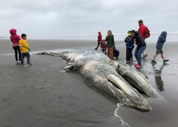 Baleia morta de 12 metros encontrada em decomposição na praia provavelmente morreu por 'ataque de navio'