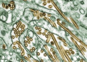 CDC lança novo painel para rastrear surtos de gripe aviária em sua área