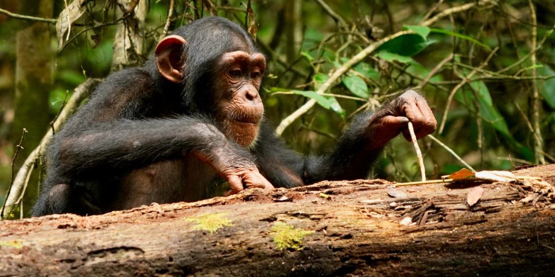 Os chimpanzés – como os humanos – podem aprender ao longo da vida, dizem os pesquisadores