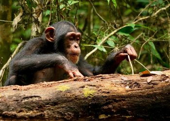 Os chimpanzés – como os humanos – podem aprender ao longo da vida, dizem os pesquisadores