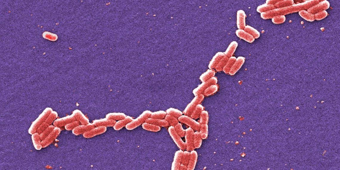 Dezenas de pessoas atingidas pelo surto de E. coli depois de comer nozes orgânicas enquanto duas lutam contra uma doença mortal