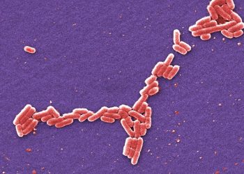Dezenas de pessoas atingidas pelo surto de E. coli depois de comer nozes orgânicas enquanto duas lutam contra uma doença mortal
