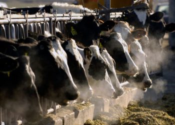 Duas vacinas nos EUA poderão ser enviadas em semanas se a gripe aviária passar das vacas infectadas para os humanos