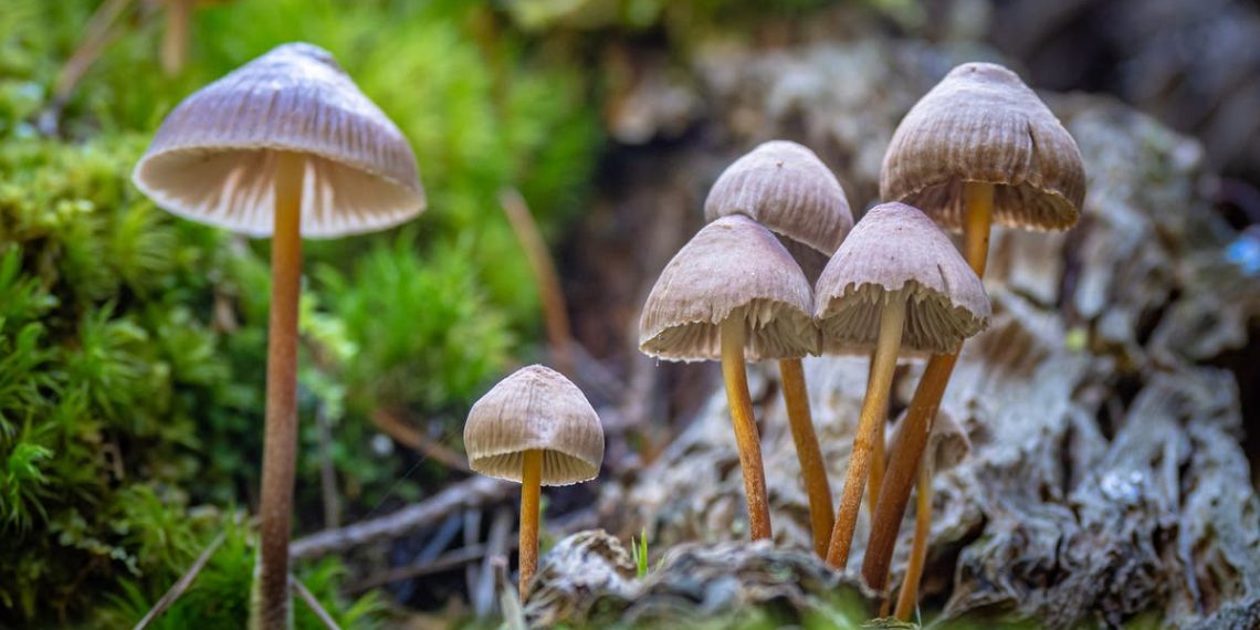 ‘Cogumelos mágicos’ podem ser antidepressivos eficazes após uma dose, sugere estudo