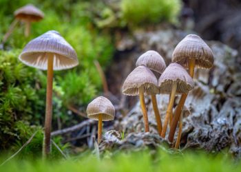 ‘Cogumelos mágicos’ podem ser antidepressivos eficazes após uma dose, sugere estudo